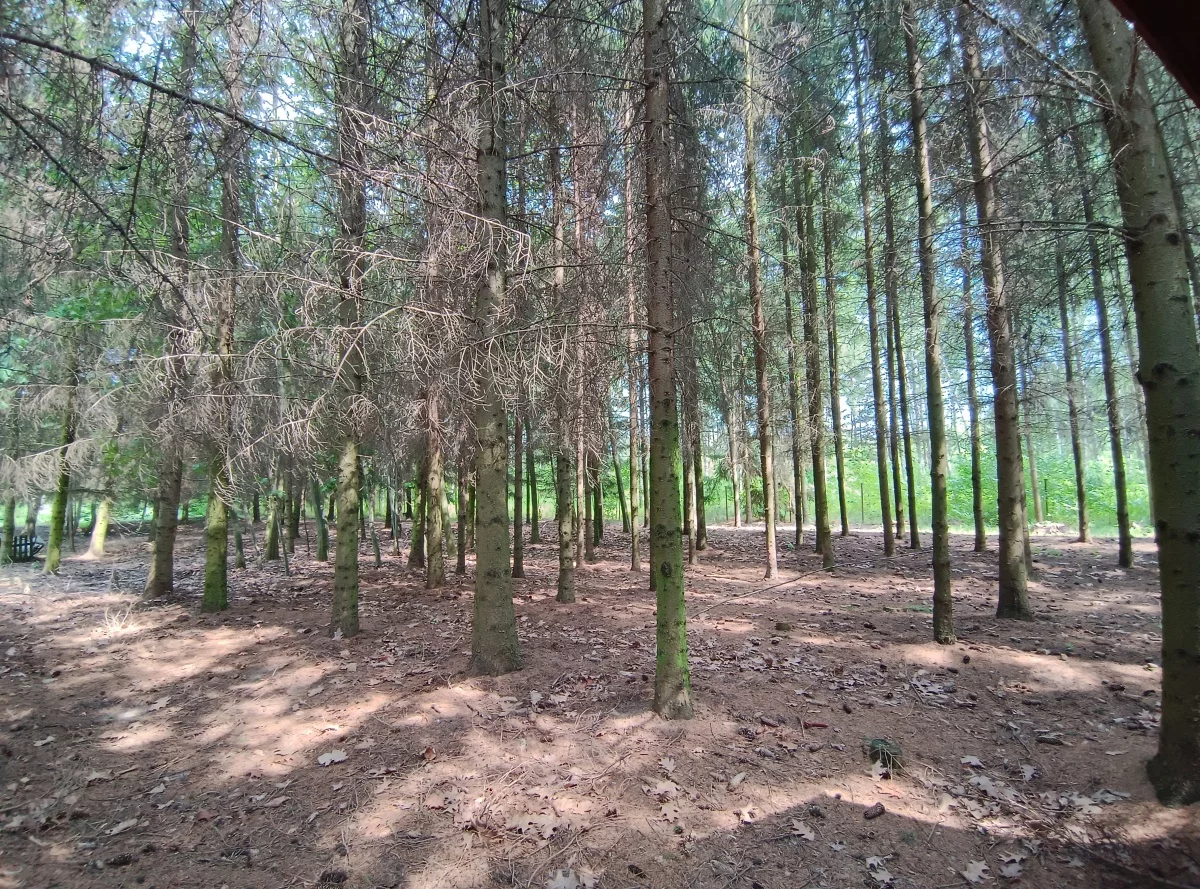Dom 250,00 m², oferta nr , 833816, Zalesie, Grodziska