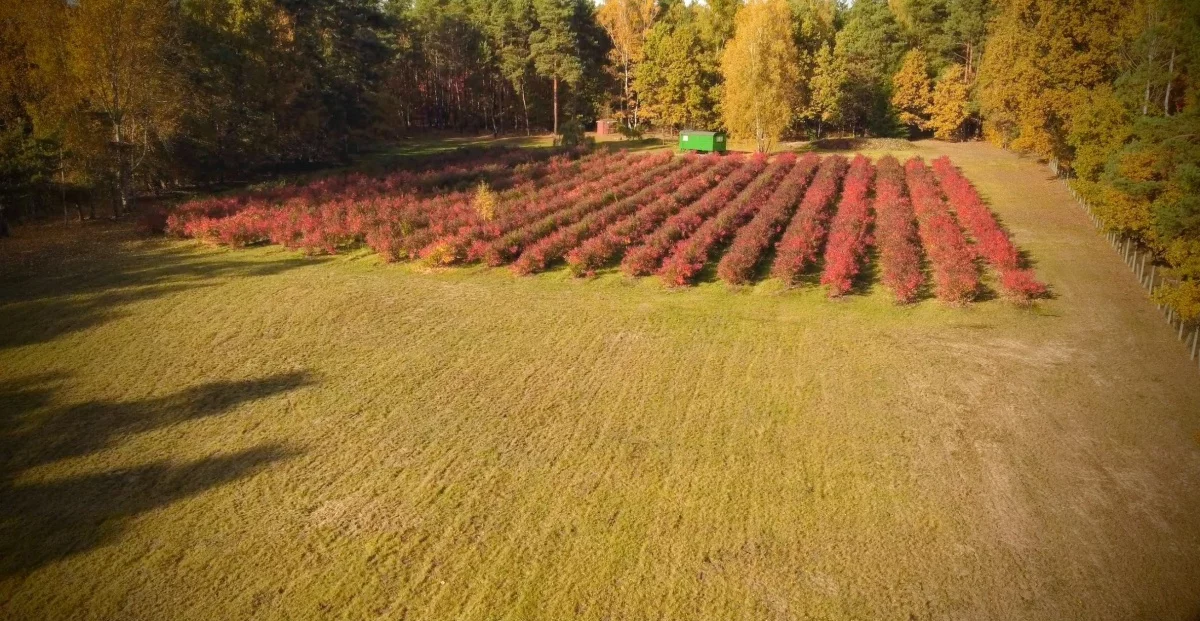Działka 18 159,00 m², oferta nr , 5271, Nadarzyn, ul. Błońska