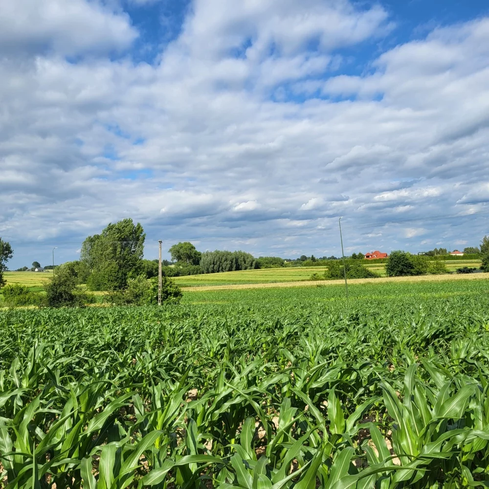 Działka 1 350,00 m², oferta nr , 834028, Płouszowice-Kolonia, brak