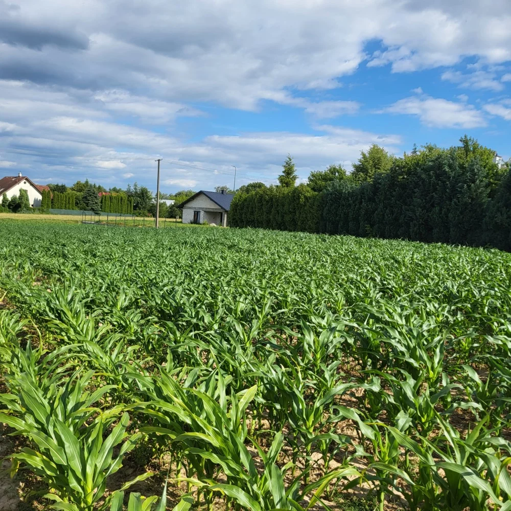Działka 1 350,00 m², oferta nr , 834028, Płouszowice-Kolonia, brak