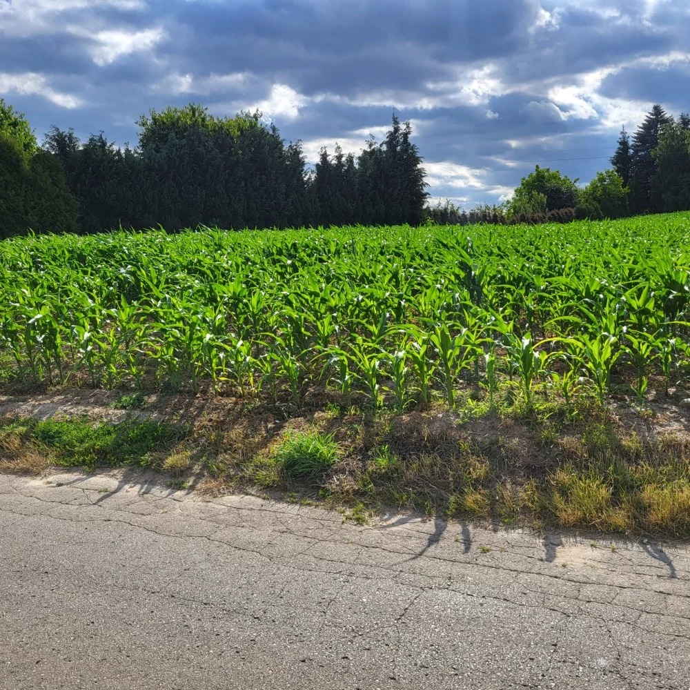 Działka 1 350,00 m², oferta nr , 834028, Płouszowice-Kolonia, brak