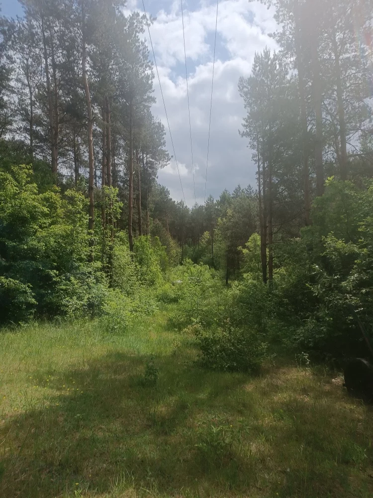833306 - zdjęcie nr 1