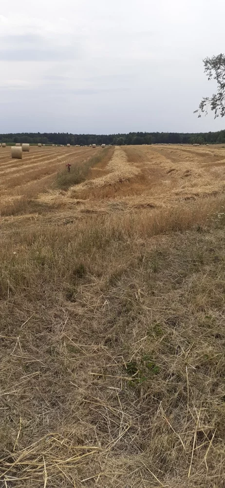 828835 - zdjęcie nr 2
