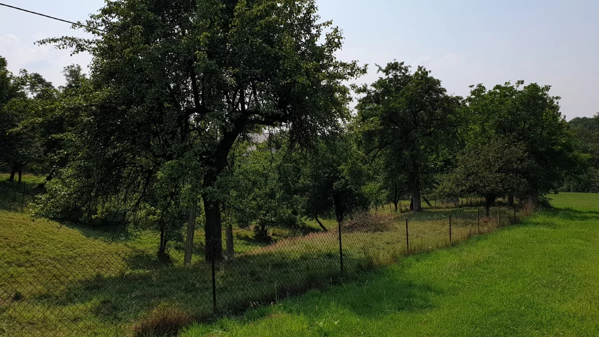 833719 - zdjęcie nr 2