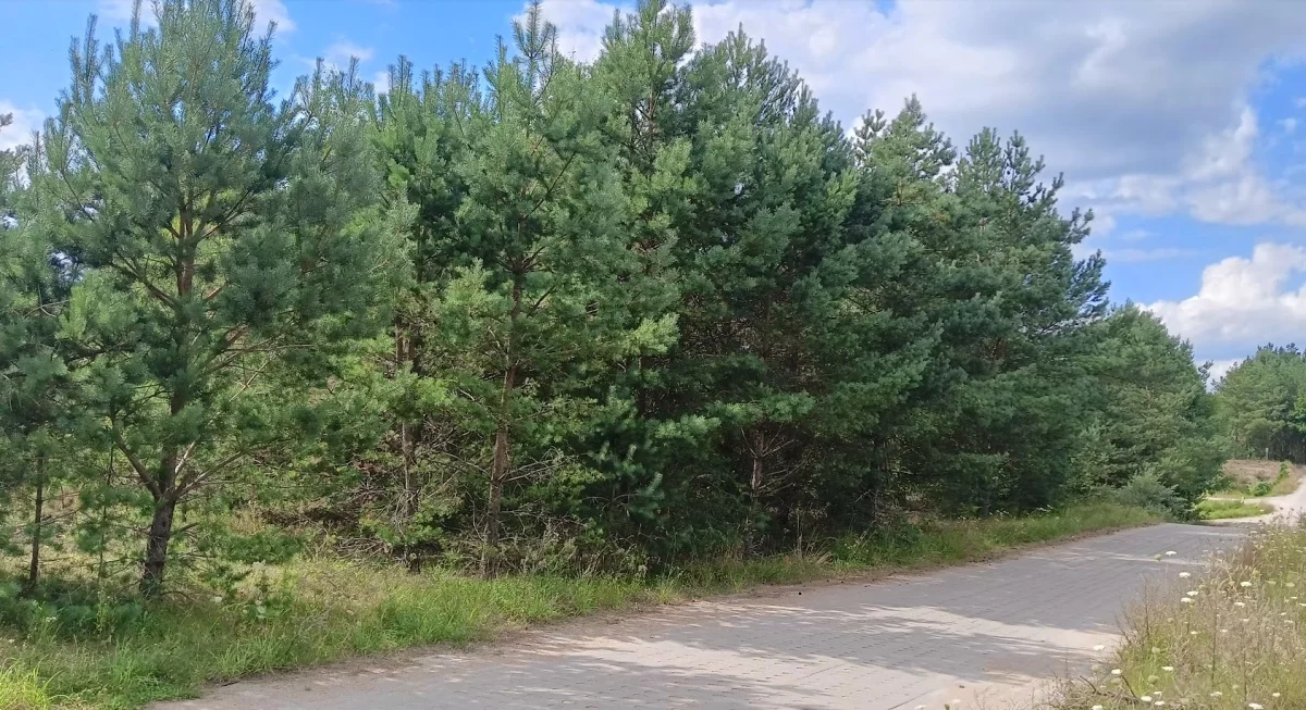 833058 - zdjęcie nr 3