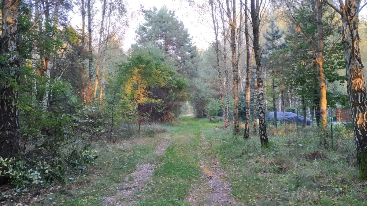 Działka 10 100,00 m², oferta nr , 834326, Pelagia