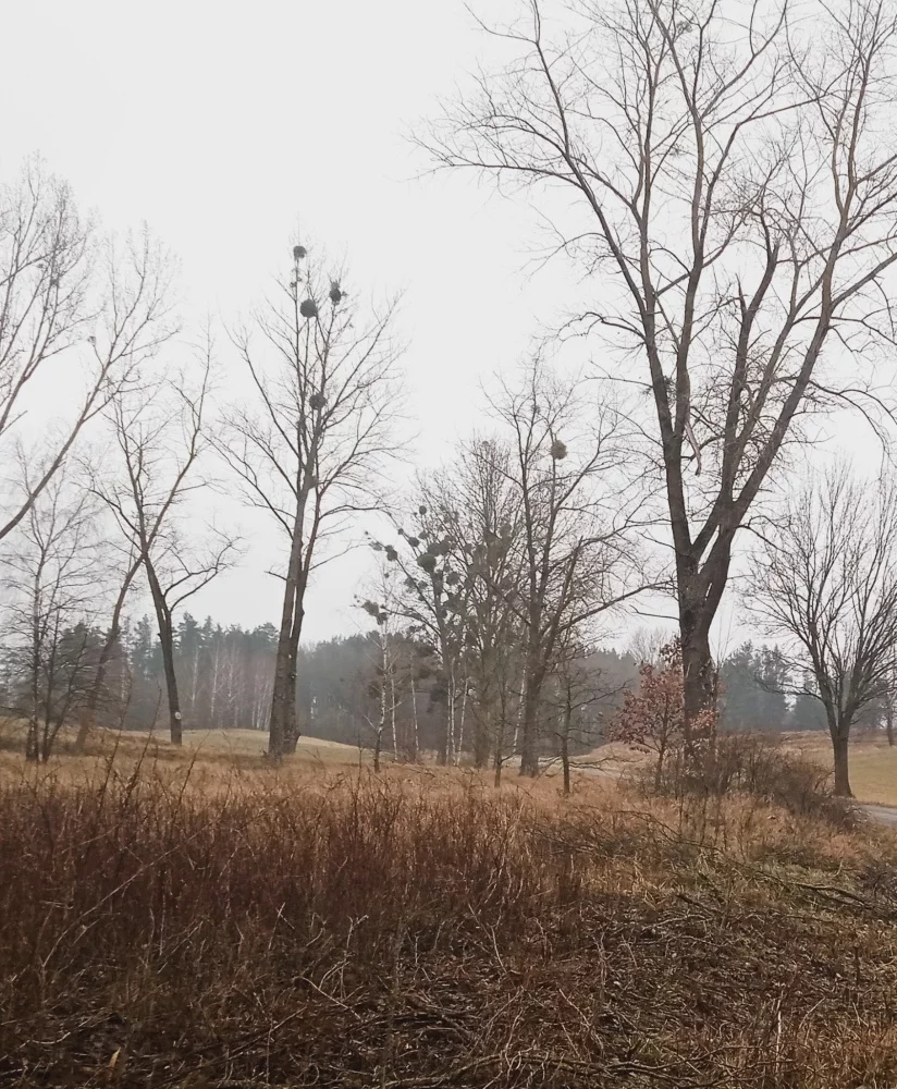 Działka 3 050,00 m², oferta nr , 833632, Sorkwity