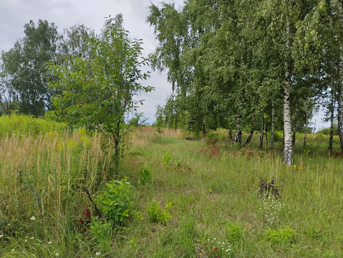833495 - zdjęcie nr 4