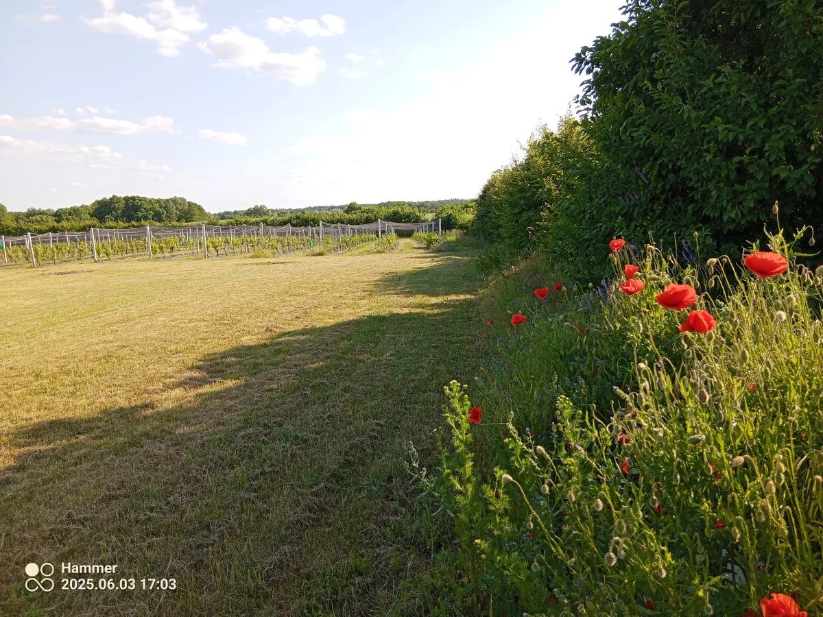 Działka 12 500,00 m², oferta nr , 832790, Trzcińsko-Zdrój, Tchórzono  działka