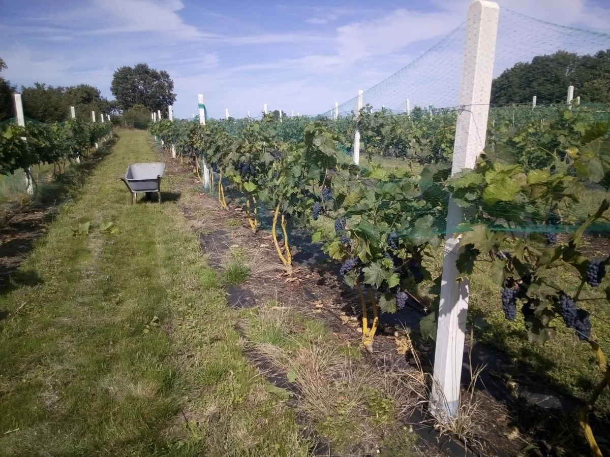 Działka 12 500,00 m², oferta nr , 832790, Trzcińsko-Zdrój, Tchórzono  działka