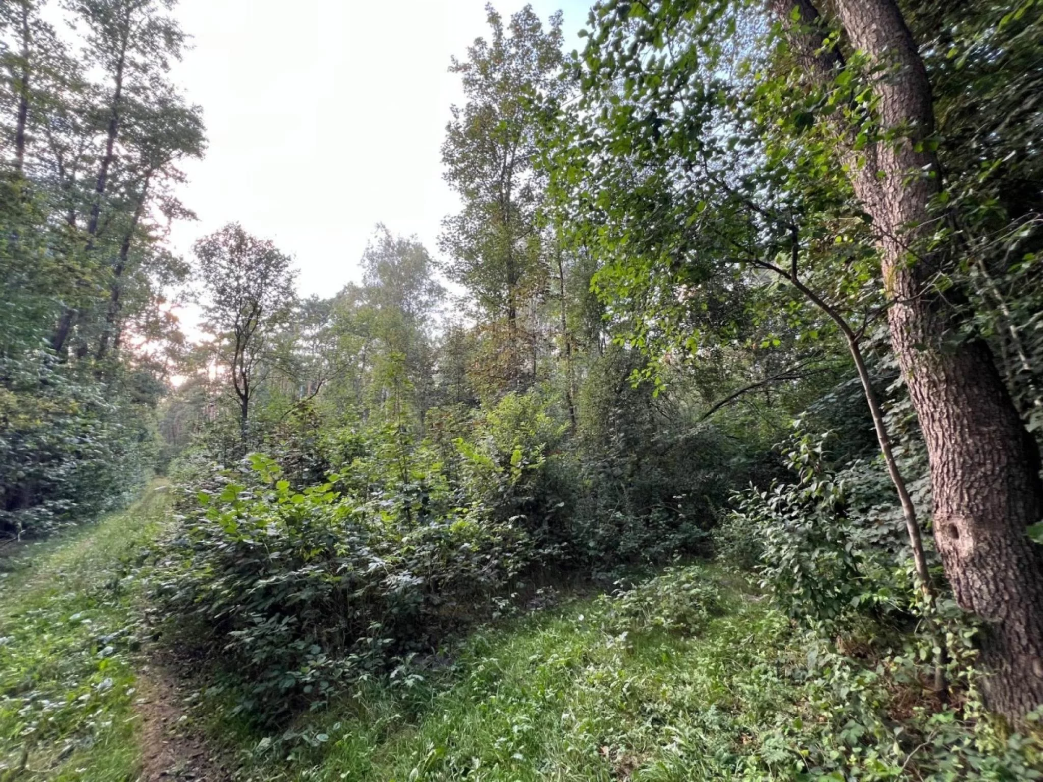 Działka 45 094,00 m², oferta nr , 827763, Wodzierady