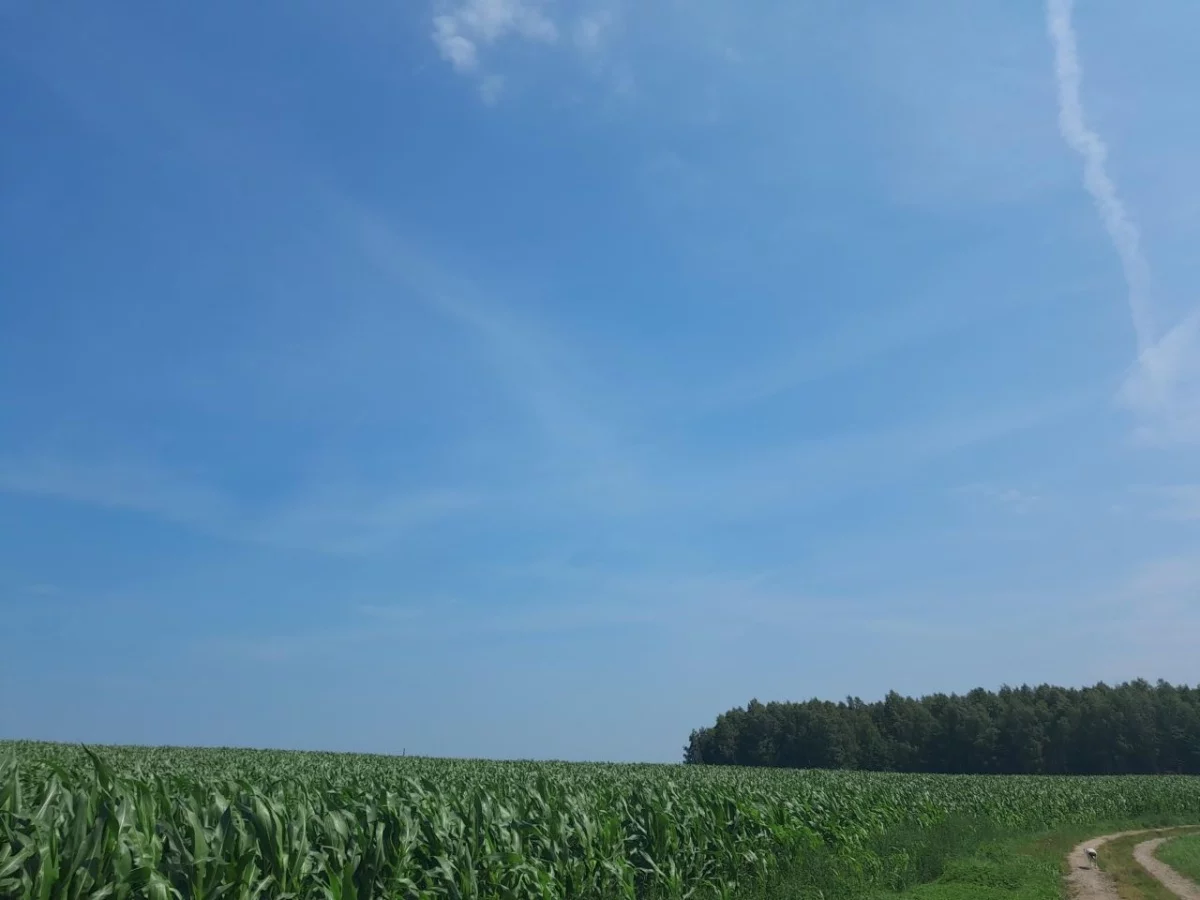Apartamenty 832613 Śliwice Żytnia