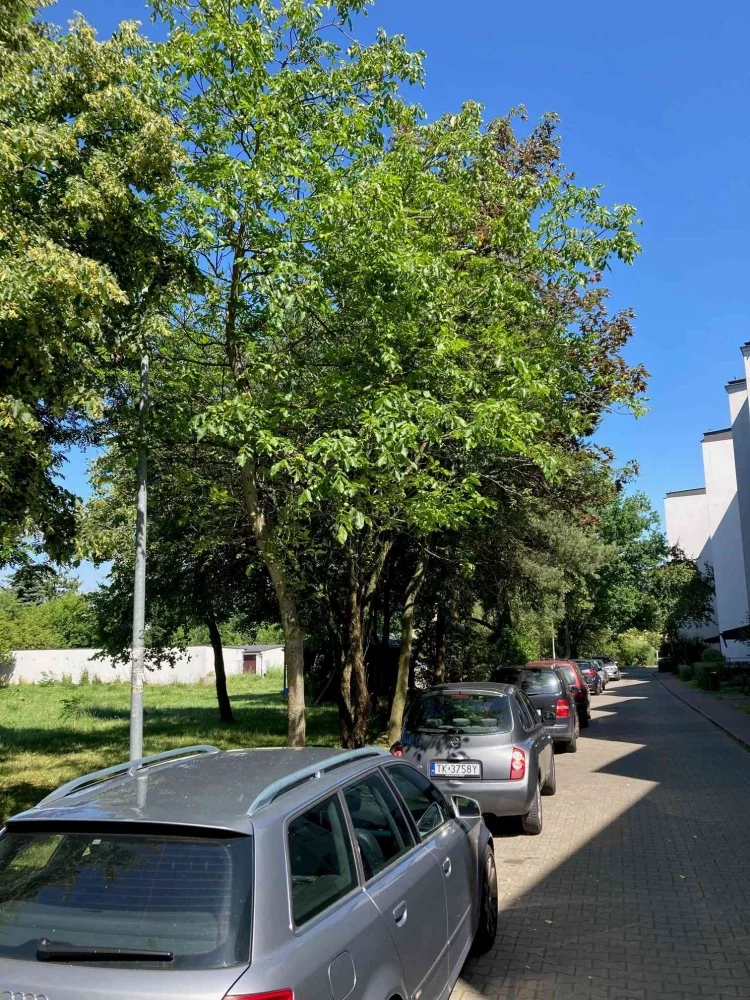 833324 - zdjęcie nr 1