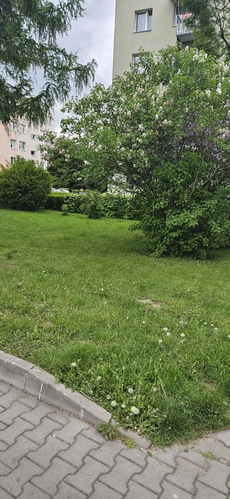833137 - zdjęcie nr 0