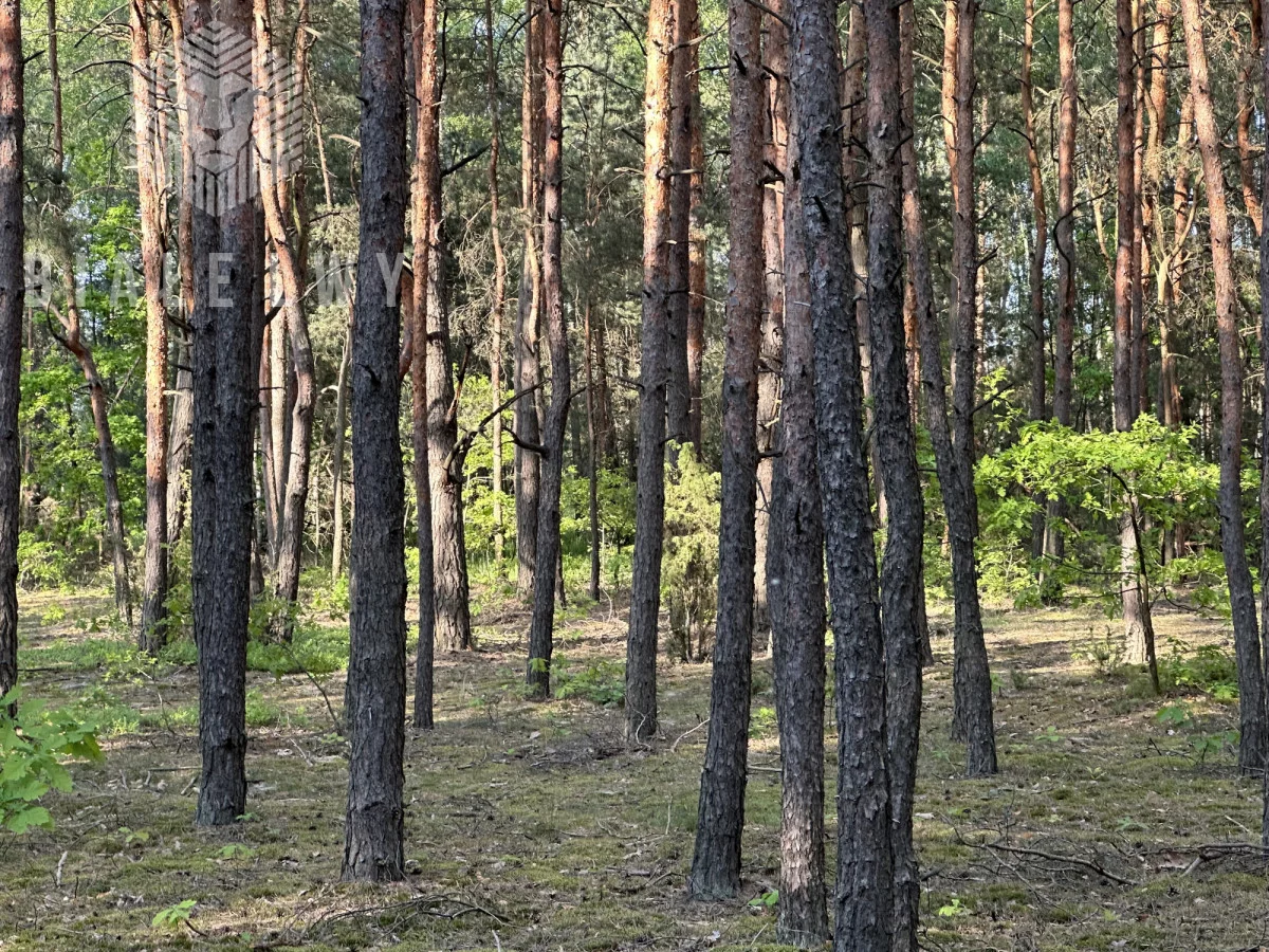 Działka 5 200,00 m², Gęsianka, Sprzedaż