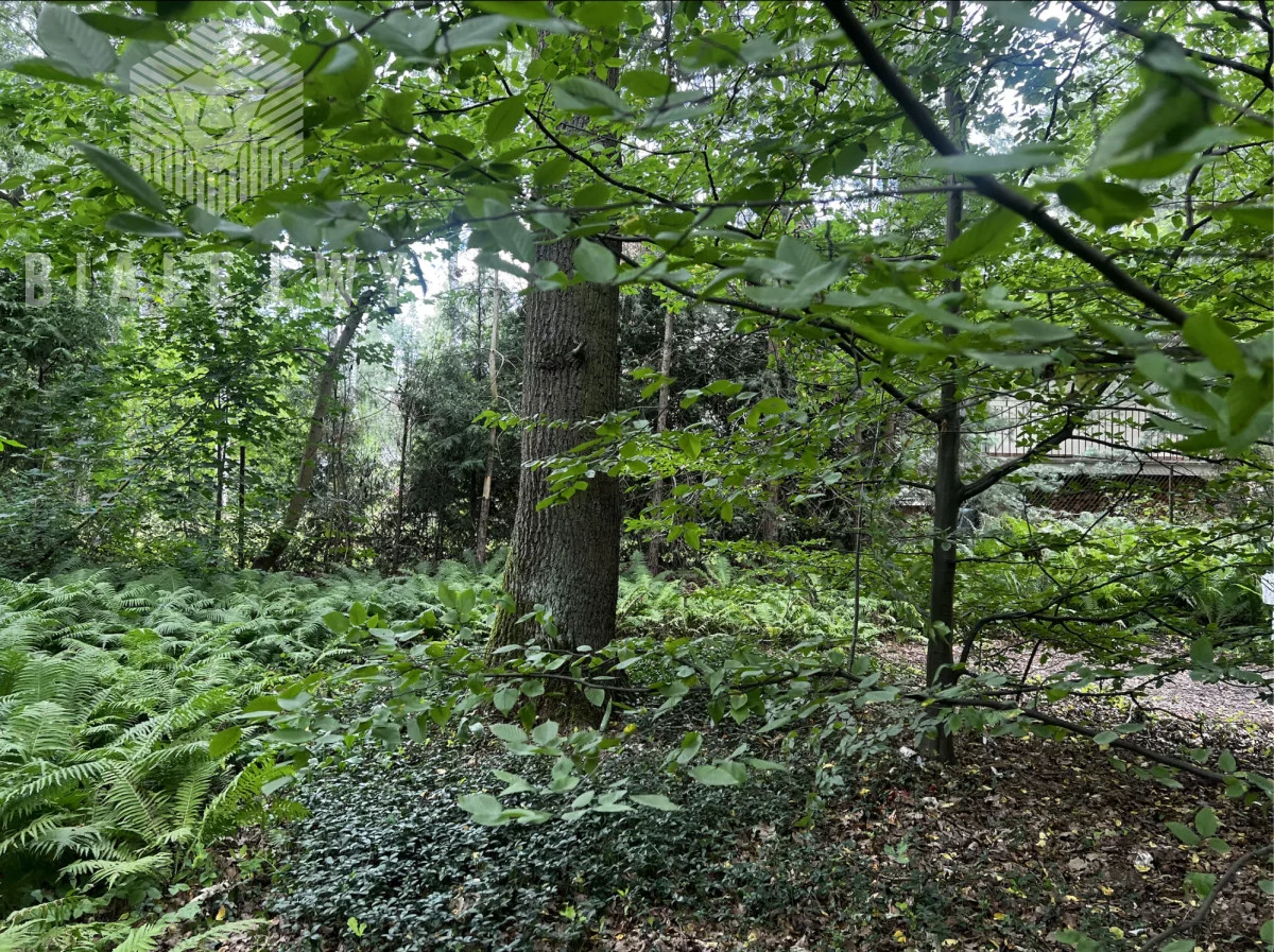 BLN189696 - zdjęcie nr 1