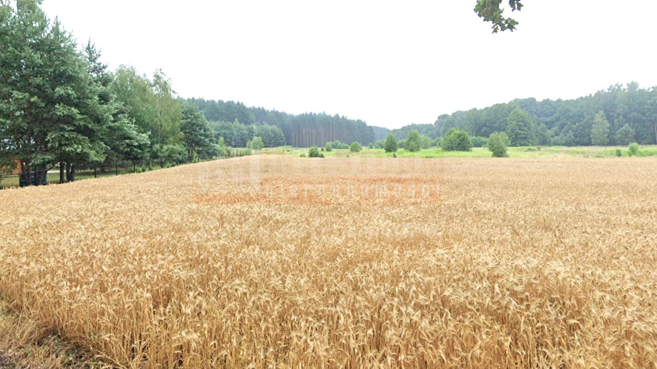 15910 - zdjęcie nr 3