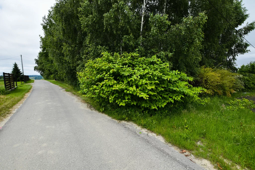 Apartamenty 370/7393/OGS Handzlówka