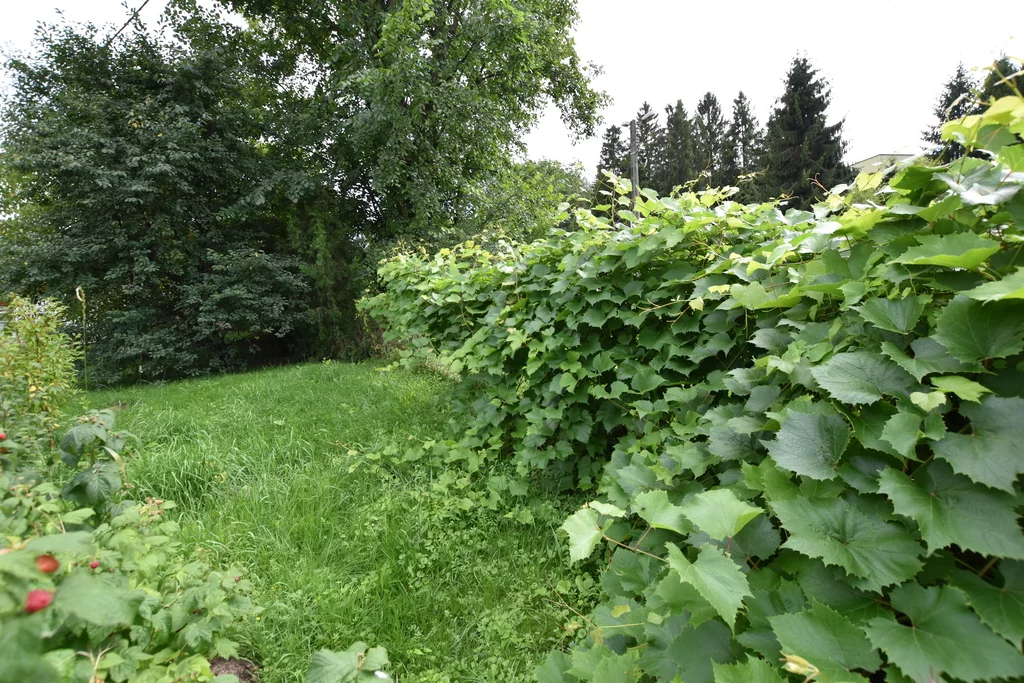 Działka 1 000,00 m², oferta nr , 373/7393/OGS, Krzemienica