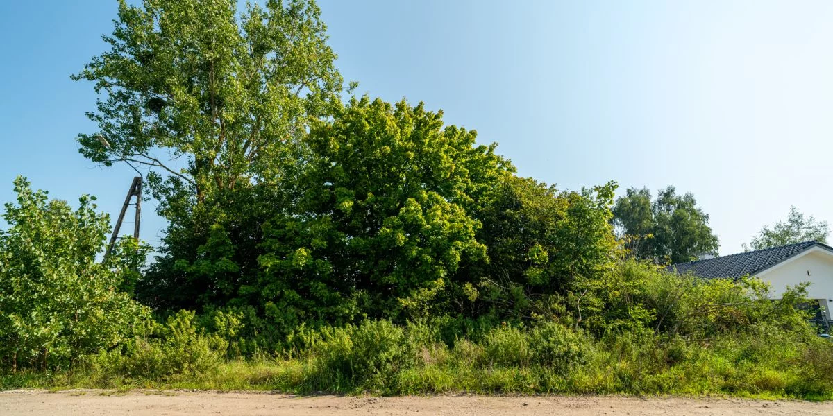 Działka 1 608,00 m², oferta nr , 608287, Cieplewo, Klonowa