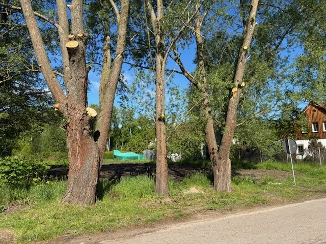 598008920 - zdjęcie nr 3