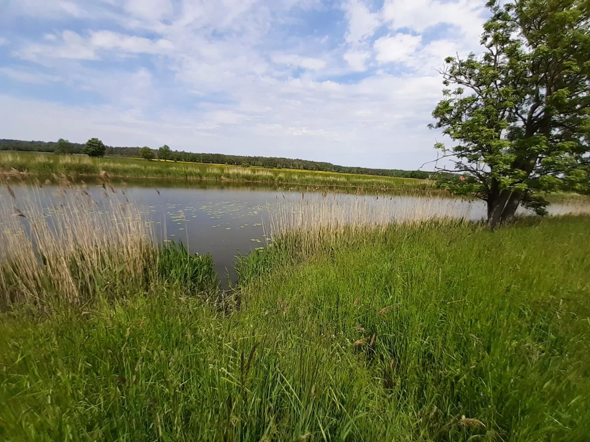 Działka 16 020,00 m², oferta nr , 640486, Sztutowo
