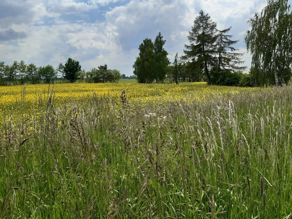 Działka 16 020,00 m², oferta nr , 640486, Sztutowo