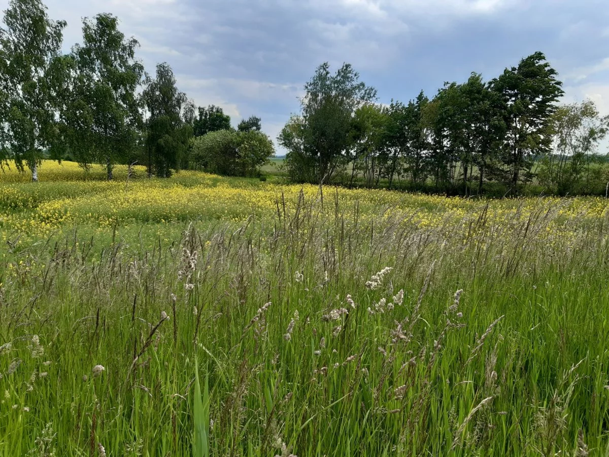 Działka 16 020,00 m², oferta nr , 640486, Sztutowo