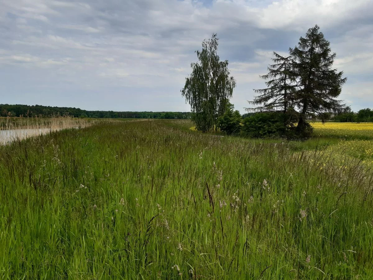 Działka 16 020,00 m², oferta nr , 640486, Sztutowo