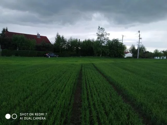 Działka 1 620,00 m², oferta nr , 20475, Czernin, Czernin