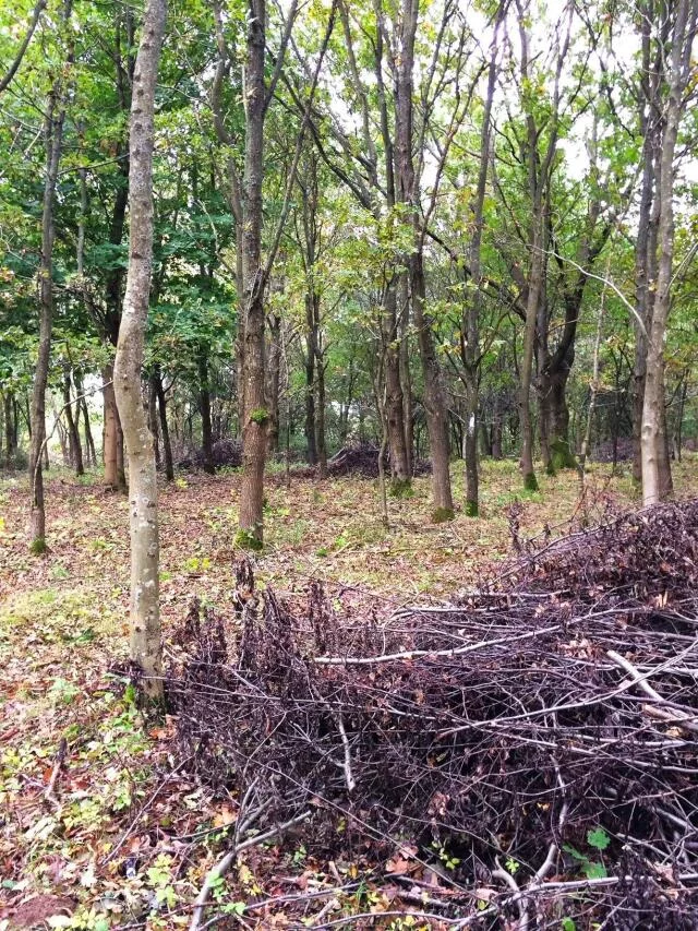 Działka 102 772,00 m², oferta nr , 23619, Dygowo, Lipowa