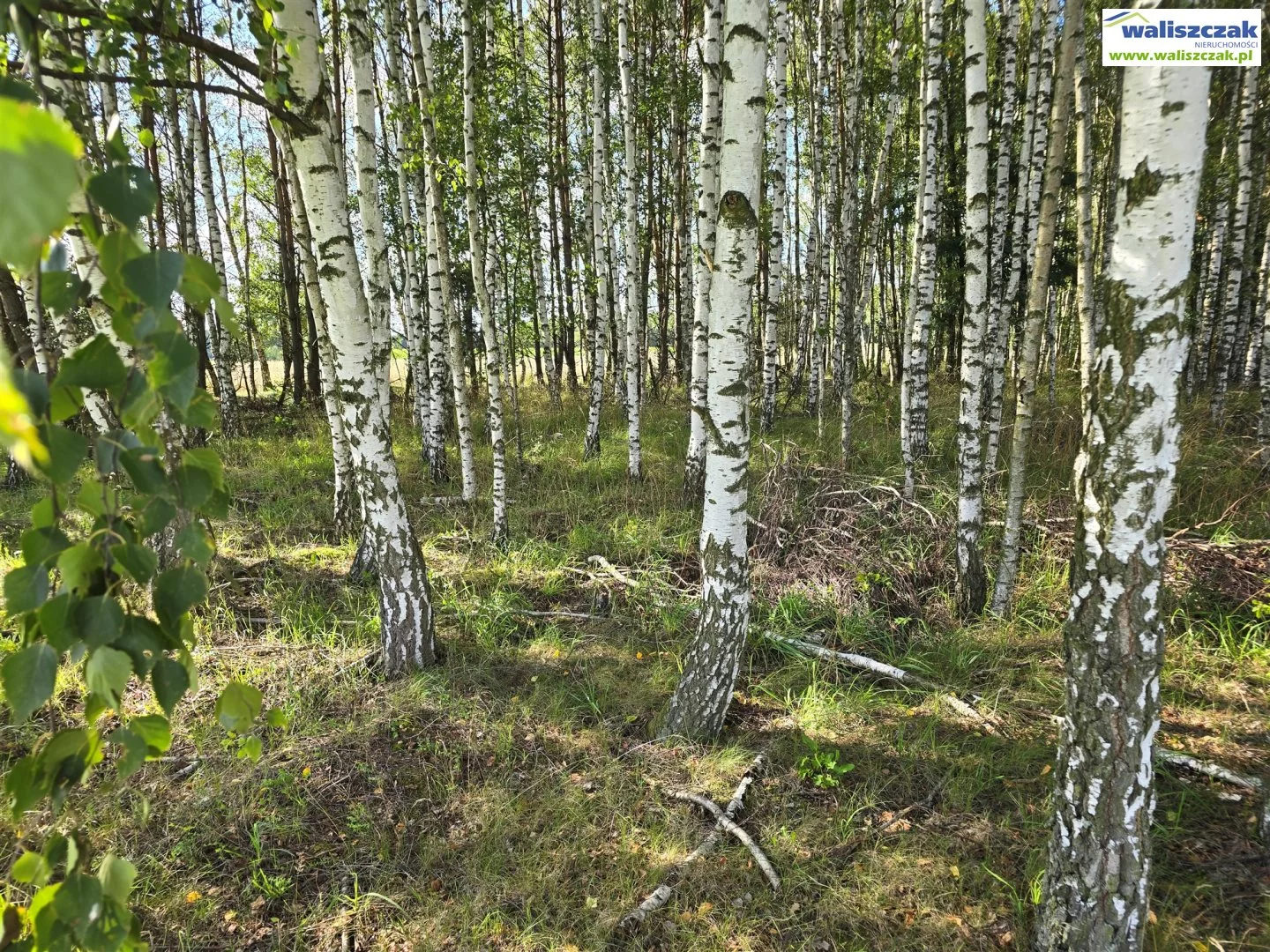 Działka 10 331,00 m², oferta nr , GS-13639, Bełchatów