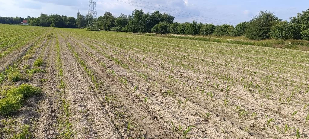 Działka 33 000,00 m², oferta nr , SGFITO231, Bronisławów