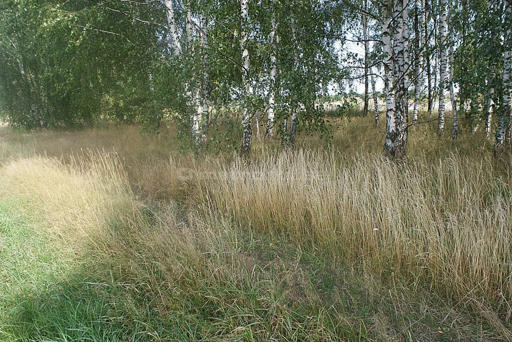 Działka 15 000,00 m², oferta nr , SGHARE997, Jakubów, Dobra