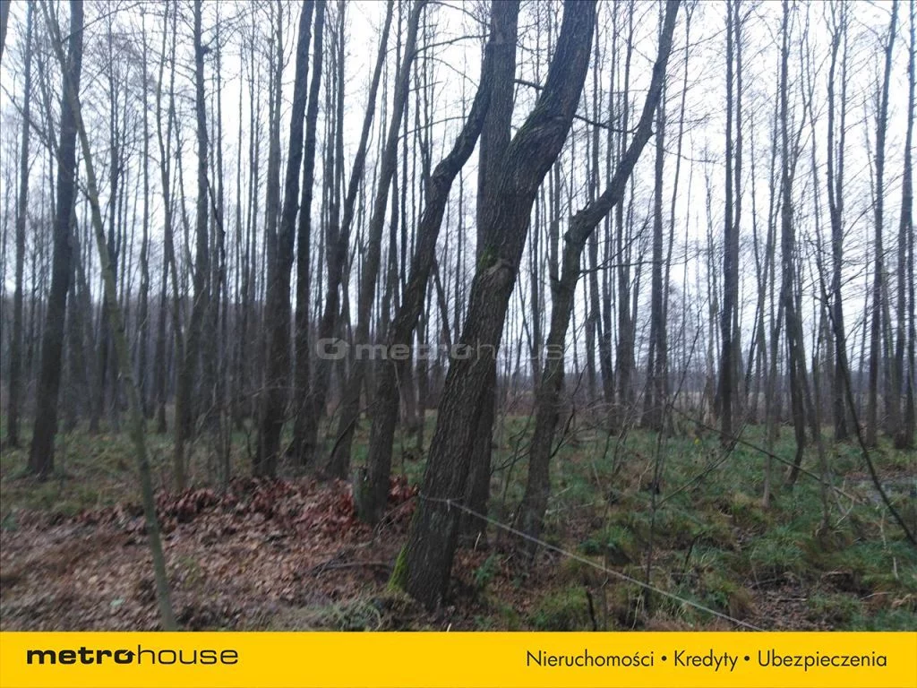 FOGI791 - zdjęcie nr 3