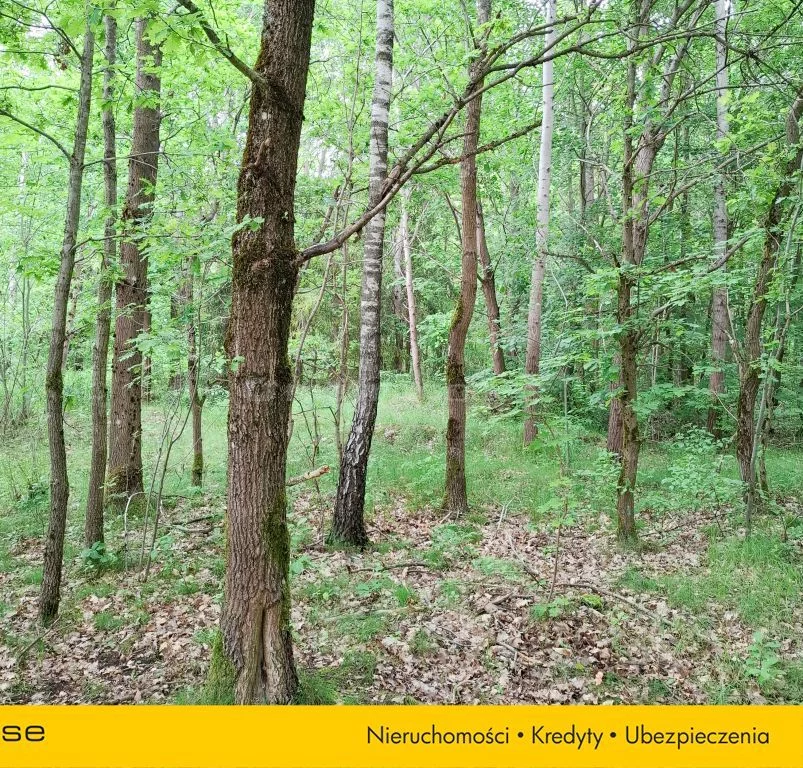 Działka 63 021,00 m², oferta nr , SGCORO250, Klawkowo, Leśna