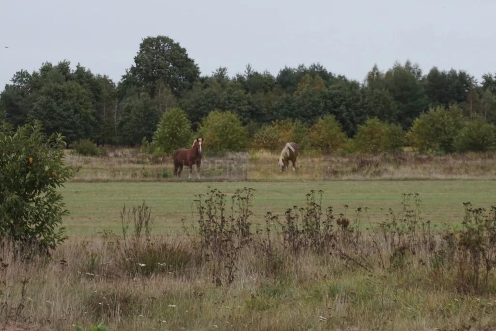 Działka 2 700,00 m², Augustówek, Sprzedaż