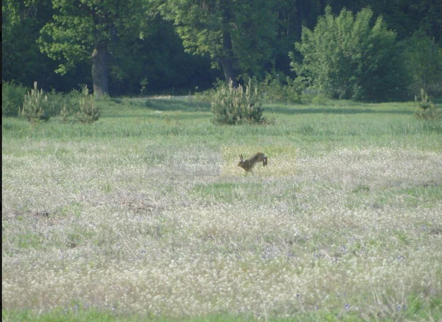 Działka 2 000,00 m², Jeziora, Sprzedaż