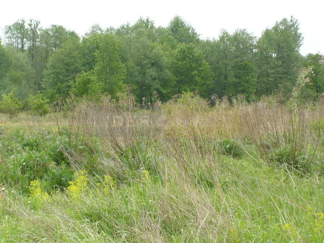 1434/2145/OGS - zdjęcie nr 1
