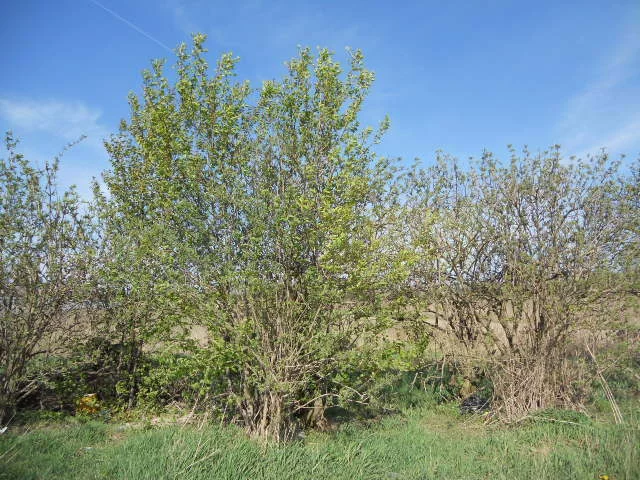 1222/2145/OGS - zdjęcie nr 0