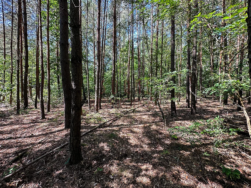 Działka 1 049,00 m², Budy Mszczonowskie, Budy Mszczonowskie/Radziejowice/przyroda/MPZP, Sprzedaż