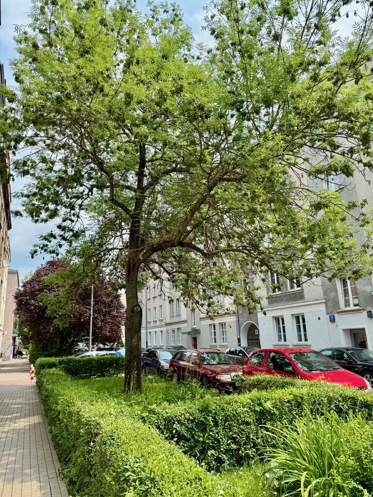 4 pokoje, mieszkanie 107,00 m², parter, oferta nr , 19690/4005/OMS, Warszawa, Mokotów, Mokotów, Park Promenada/Łazienki Królewskie/idealnie ciche/jasne/klimat/przedwojenna kamienica z 1929 r.