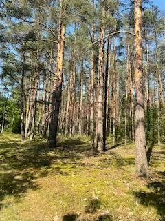Dom 300,00 m², oferta nr , 41963, Jabłonka Stara