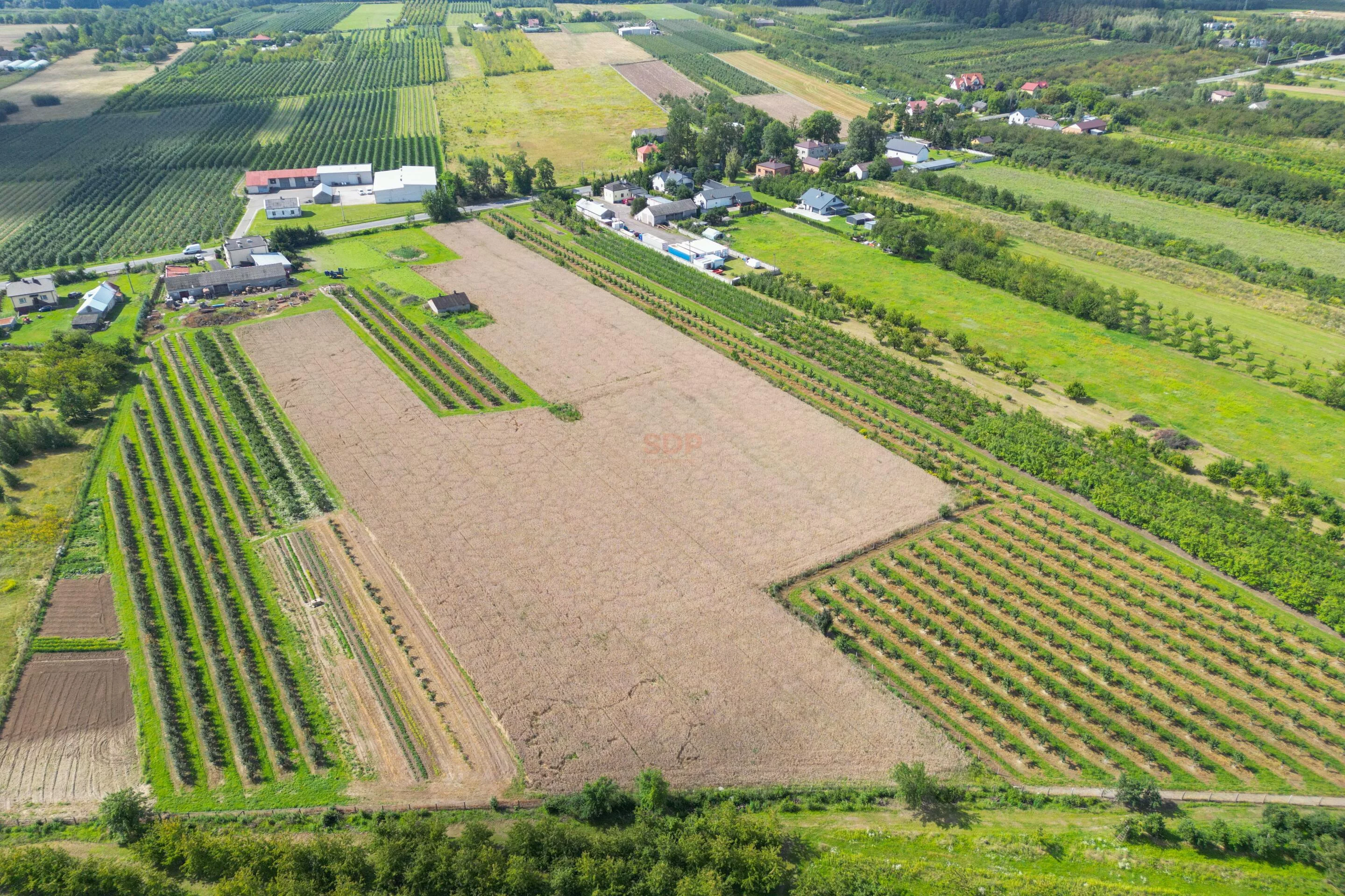 42259 - zdjęcie nr 4