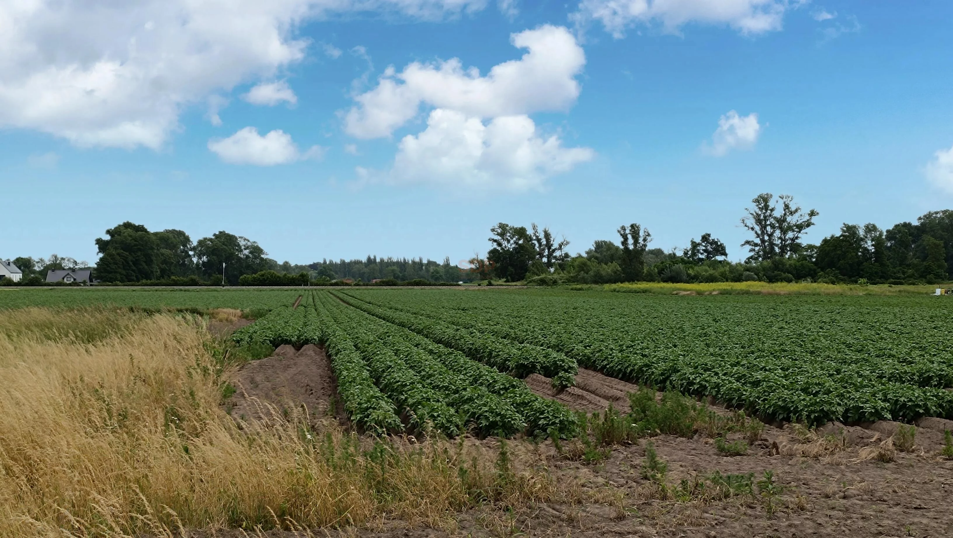 Działka 29 828,00 m², oferta nr , 41816, Chrzanów, Błękitna