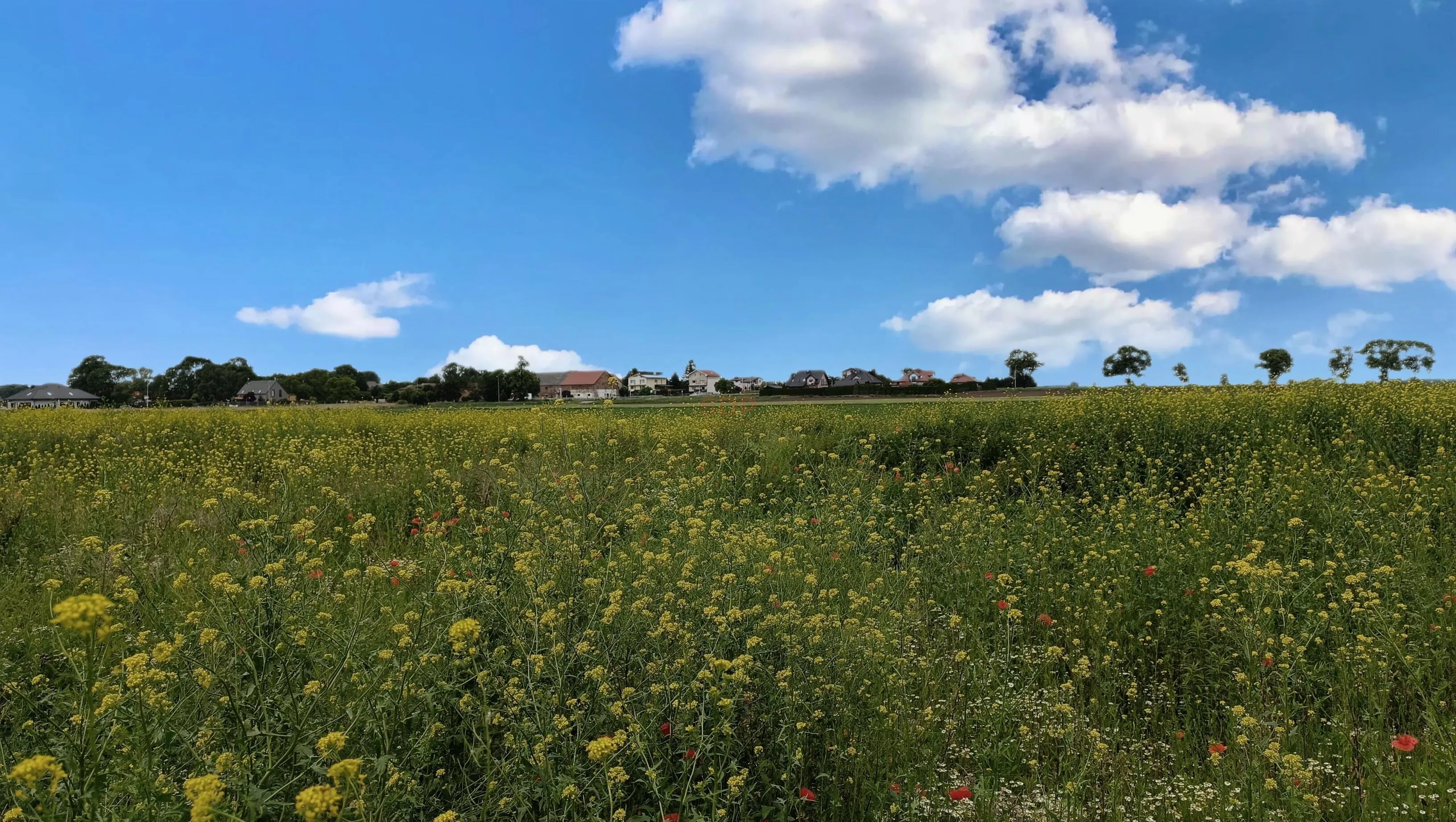 Działka 29 828,00 m², oferta nr , 41816, Chrzanów, Błękitna