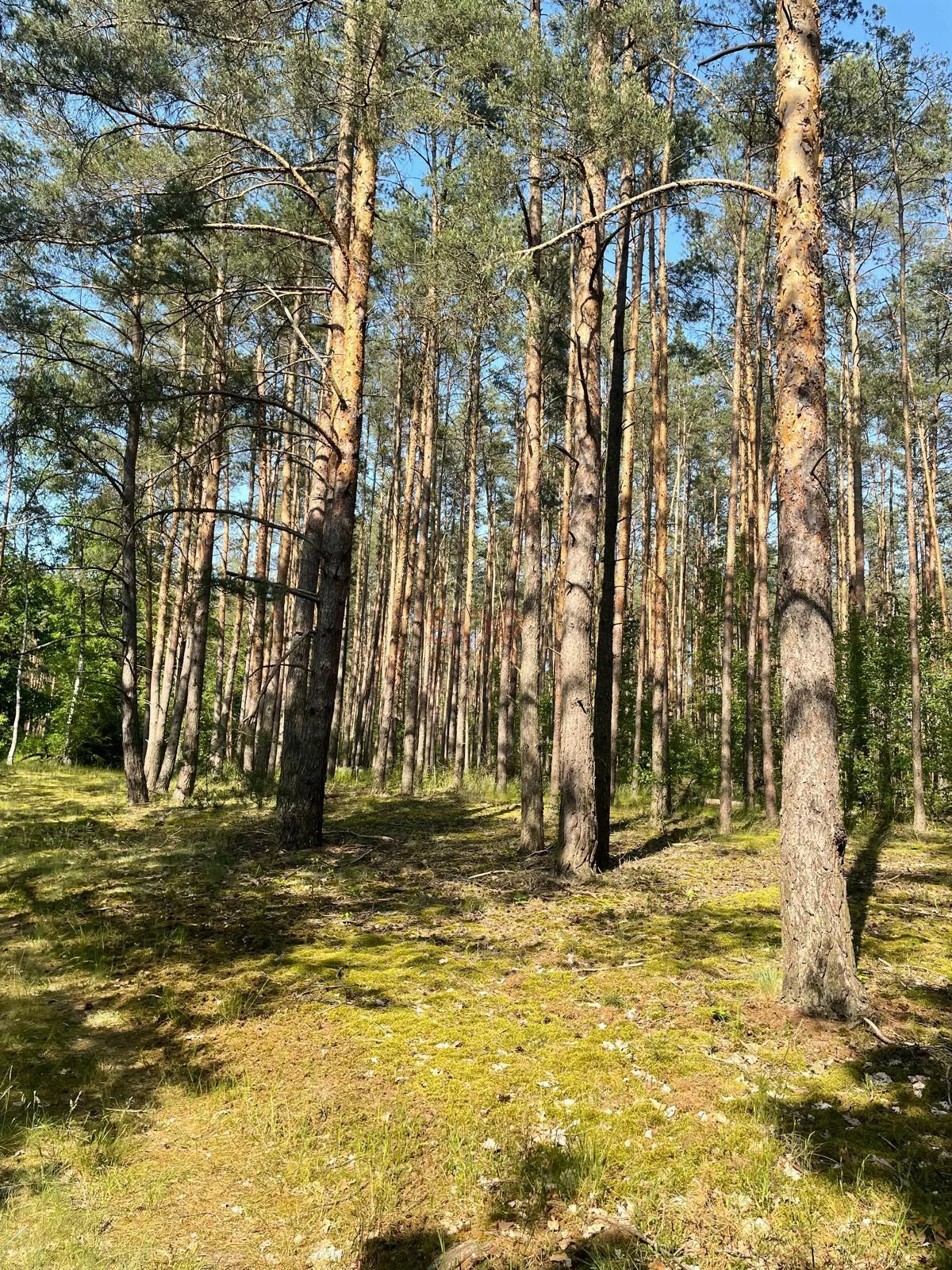 41917 - zdjęcie nr 3