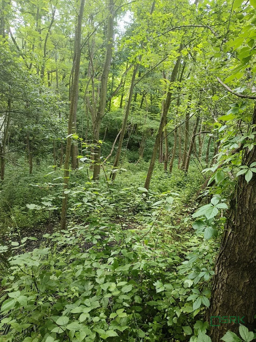 Działka 42 431,00 m², oferta nr , 4/1/07/2023, Pszów, Łukasiewicza