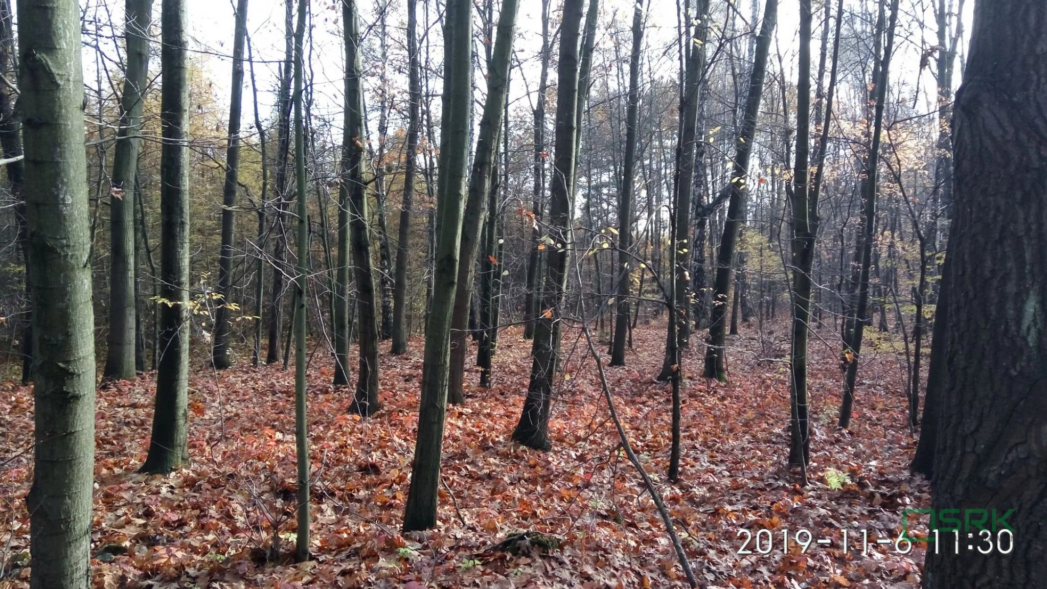 4/11/11/2019 - zdjęcie nr 3