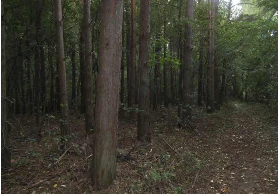 Działka 11 600,00 m², Studzianna, Sprzedaż